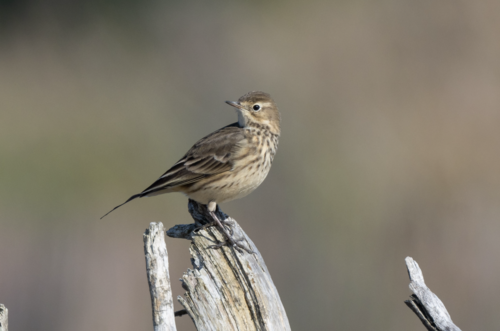Bisbita pechianteado (Anthus rubescens)
