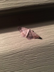 Digrammia ocellinata