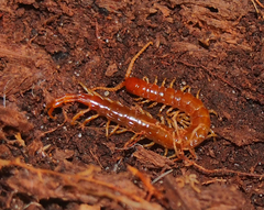 Scolopocryptopidae
