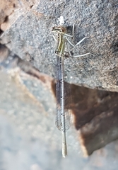 Platycnemis