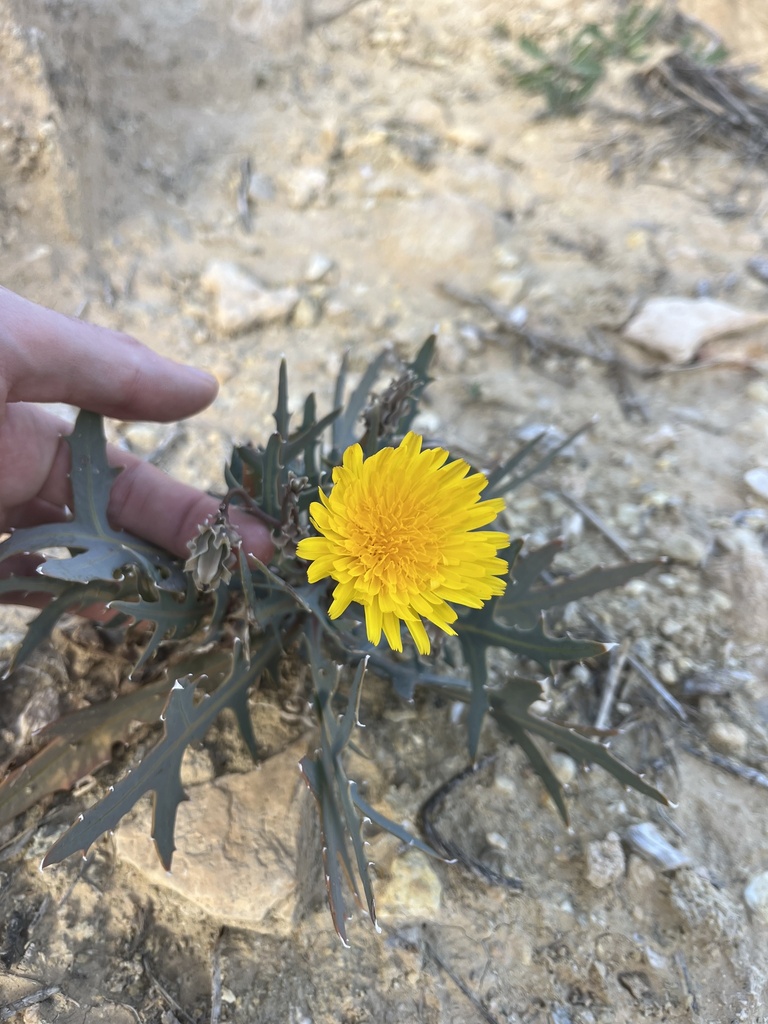 Launaea quercifolia