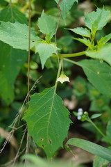 Physalis angulata lanceifolia