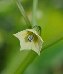 Physalis angulata lanceifolia