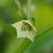 Physalis angulata lanceifolia - Photo (c) Reiner Richter, algunos derechos reservados (CC BY-NC-SA), subido por Reiner Richter