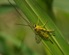 Xanthopimpla