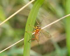 Echthromorpha agrestoria