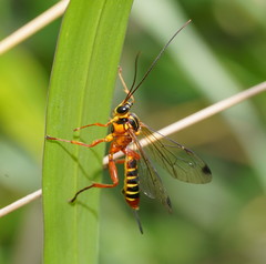 Echthromorpha agrestoria