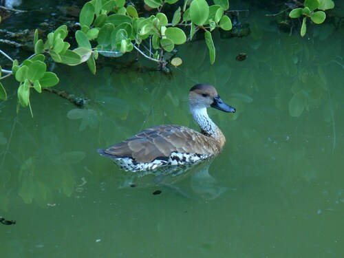 West Indian Whistling-Duck