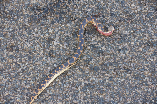 Sahara Sand Boa