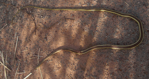 Elegant Sand Racer