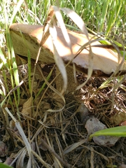 Leccinum insigne