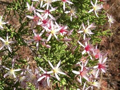 Calytrix exstipulata