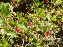 Boerhavia gracillima