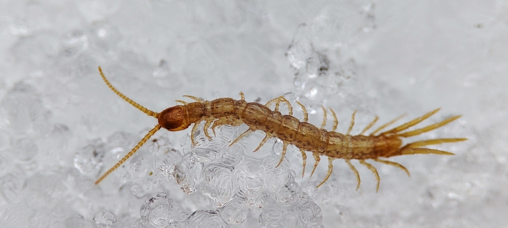 Lithobius aeruginosus