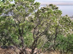 Calytrix exstipulata