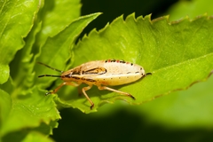 Oebalus