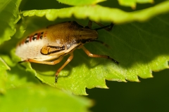 Oebalus