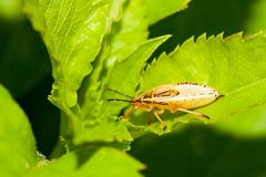 Oebalus