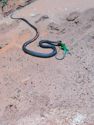 Paraguay Green Racer