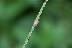 Oebalus