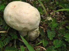Calvatia lilacina