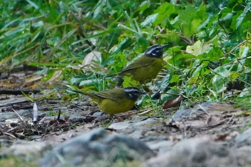 Santa Marta Warbler (Myiothlypis basilica), photo 7