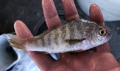 Larimus fasciatus