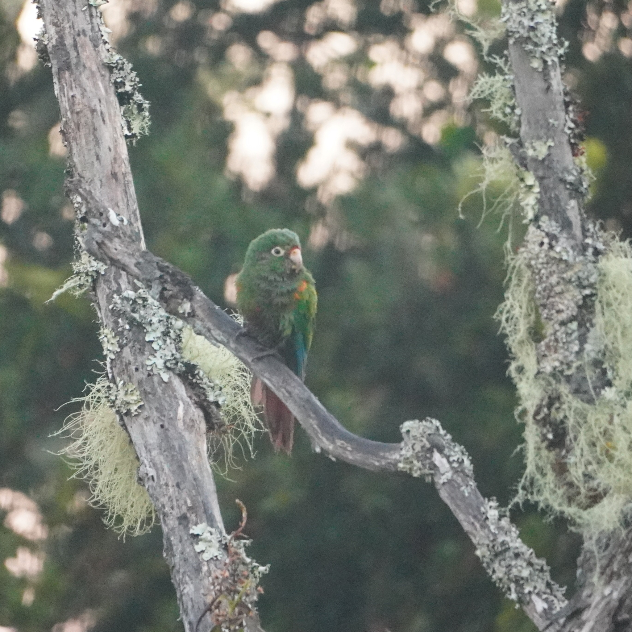 Santa Marta Parakeet (Pyrrhura viridicata), photo 2