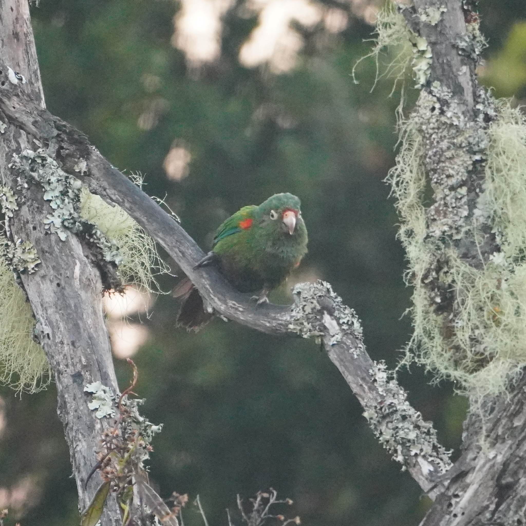 Santa Marta Parakeet (Pyrrhura viridicata), photo 3