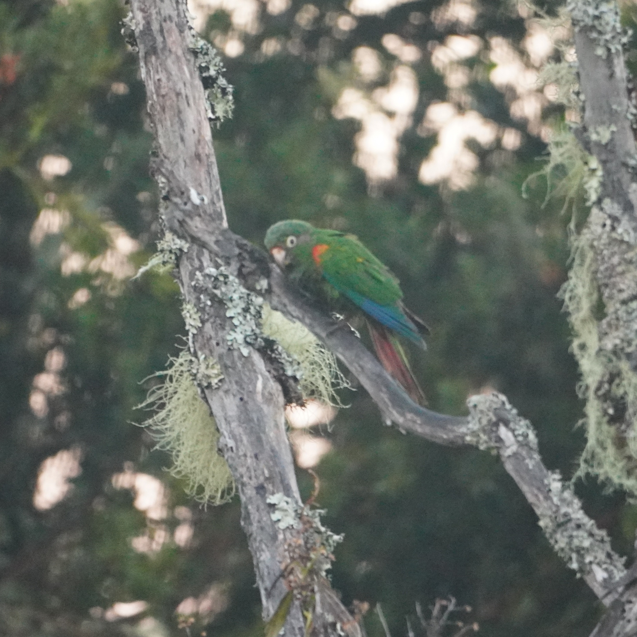 Santa Marta Parakeet (Pyrrhura viridicata), photo 4