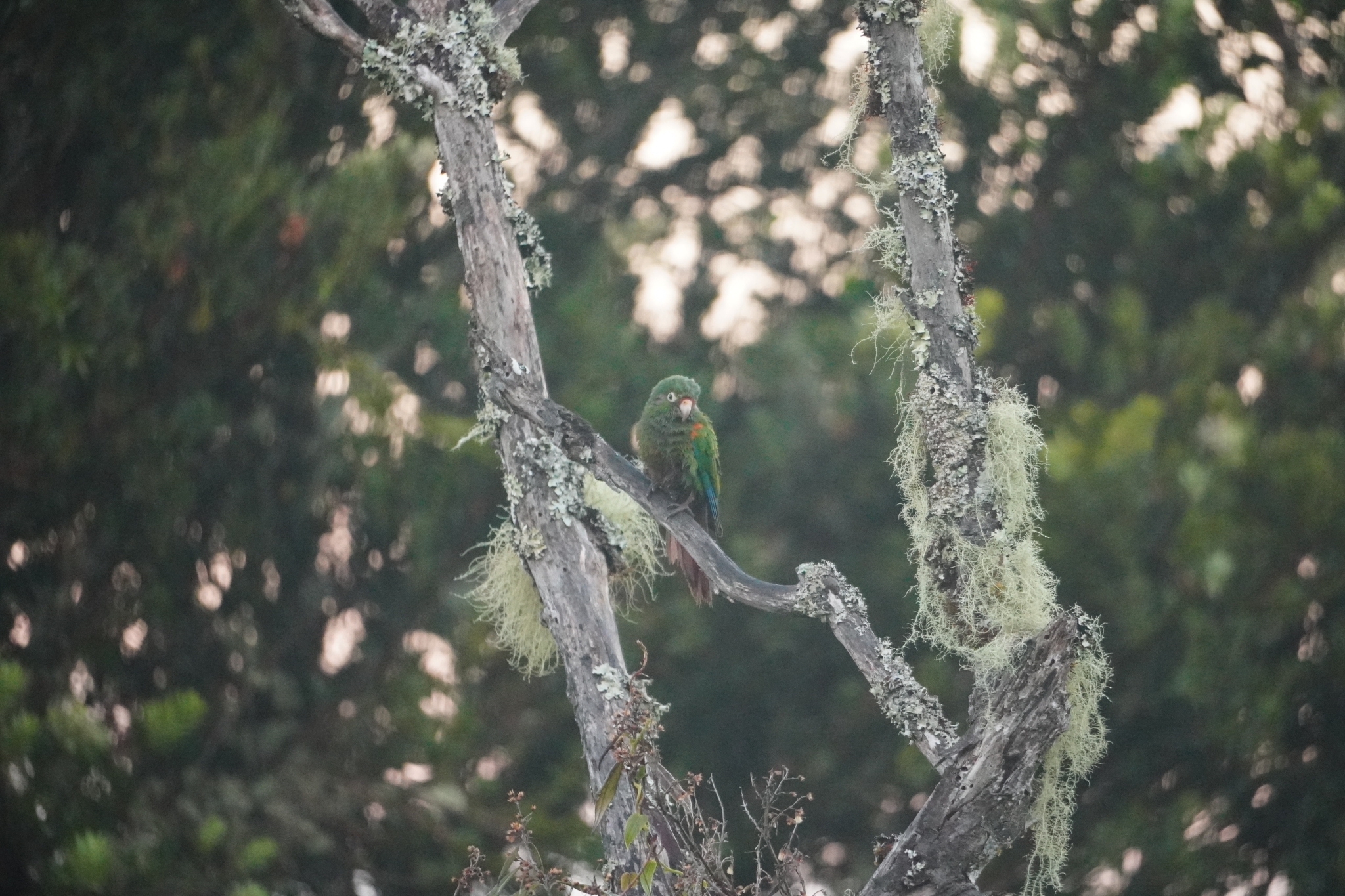 Santa Marta Parakeet (Pyrrhura viridicata), photo 5