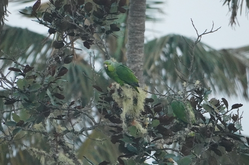 Scaly-naped Amazon (Amazona mercenarius), photo 7