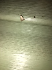 Hypenodes fractilinea