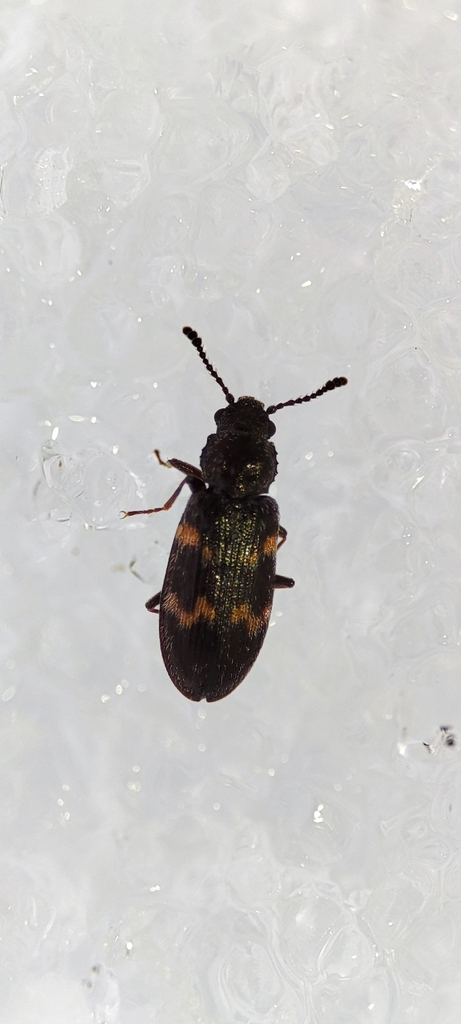 Phloeostichus denticollis