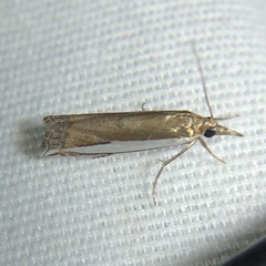 Crambus quinquareatus