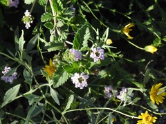 Lantana velutina