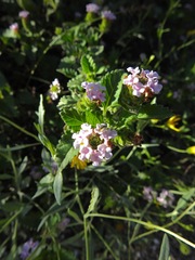 Lantana velutina