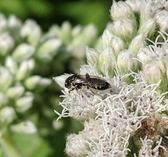 Perdita octomaculata