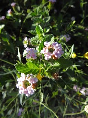Lantana velutina