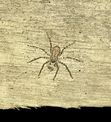 Selenops submaculosus