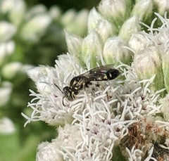 Perdita octomaculata