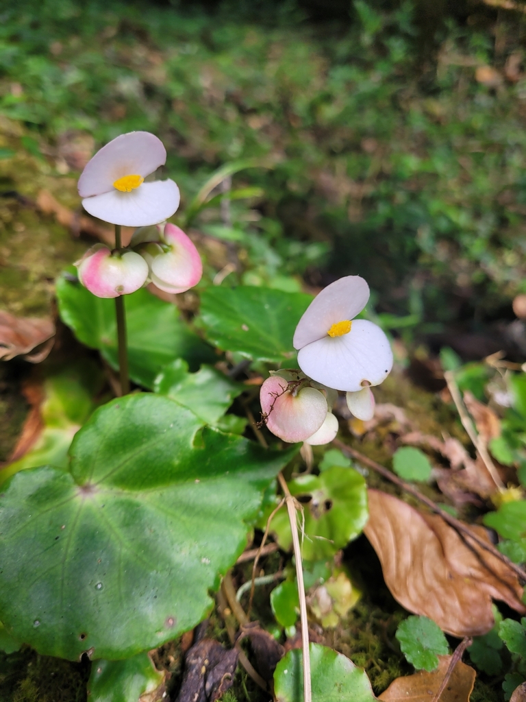 Begonia vestita