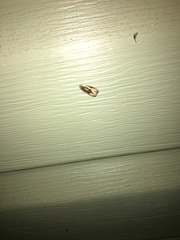 Olethreutes nigranum