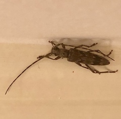 Elytrimitatrix undata