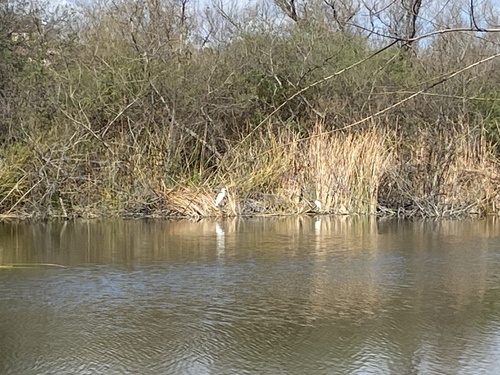 iNaturalist observation photo of Great Egret