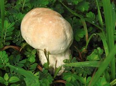 Calvatia lilacina