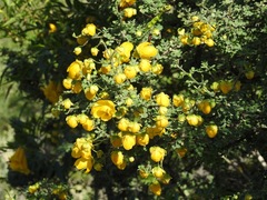Senna wislizeni
