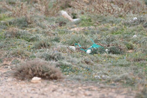 Dupont's Lark (Chersophilus duponti), photo 4