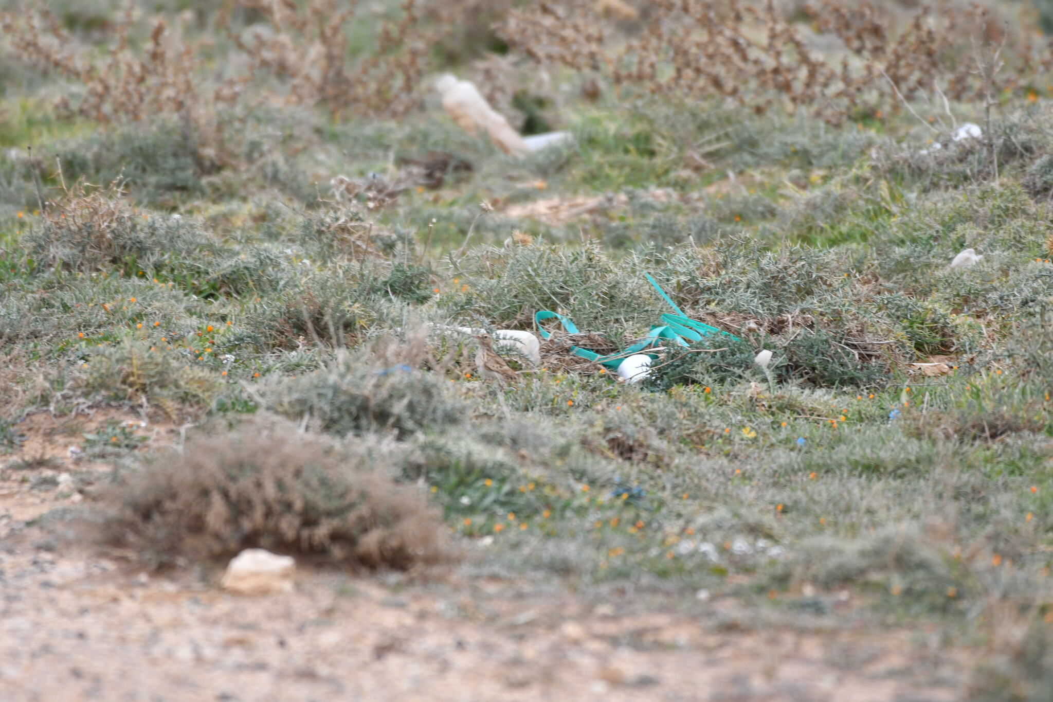 Dupont's Lark (Chersophilus duponti), photo 4