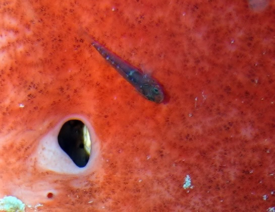 Dwarf goby (Lythrypnus elasson) — Gobiidae